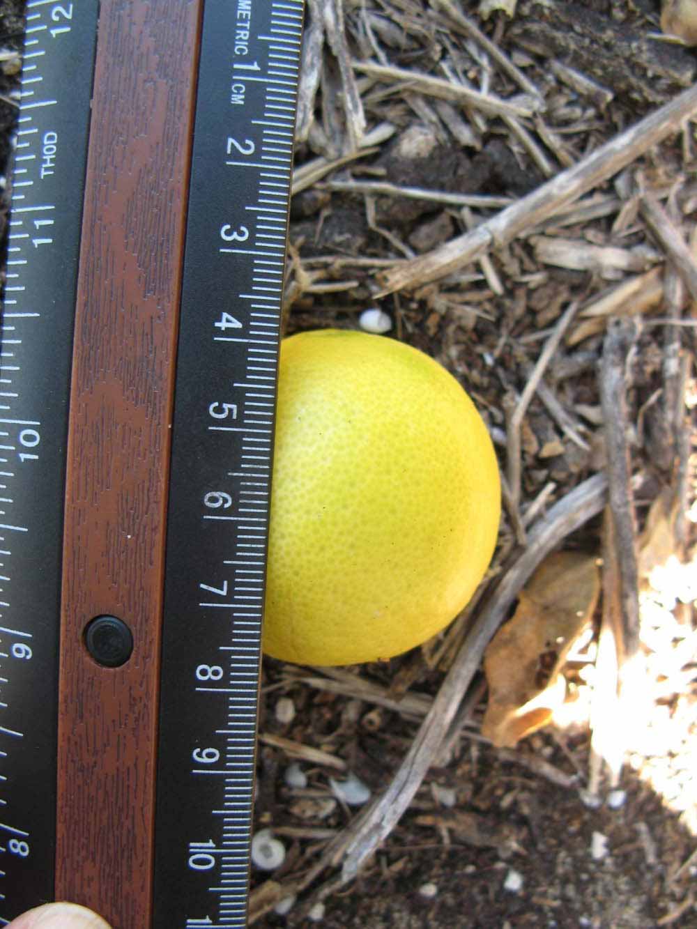            Fruit (Thornless Key lime, Winter Haven, FL)   